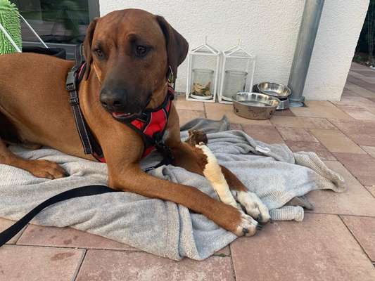 Rhodesian Ridgeback-Beitrag-Bild