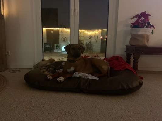 Rhodesian Ridgeback-Beitrag-Bild