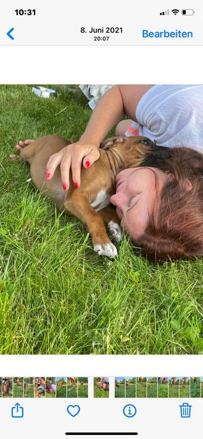 Rhodesian Ridgeback-Beitrag-Bild