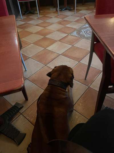 Rhodesian Ridgeback-Beitrag-Bild