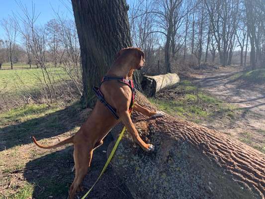 Rhodesian Ridgeback-Beitrag-Bild