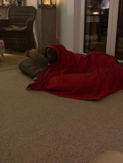 Rhodesian Ridgeback-Beitrag-Bild