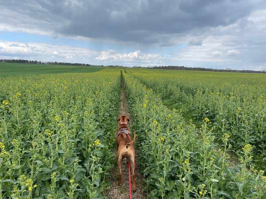 Rhodesian Ridgeback-Beitrag-Bild
