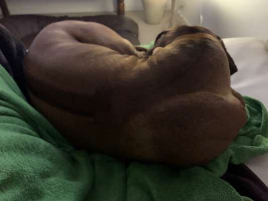 Rhodesian Ridgeback-Beitrag-Bild