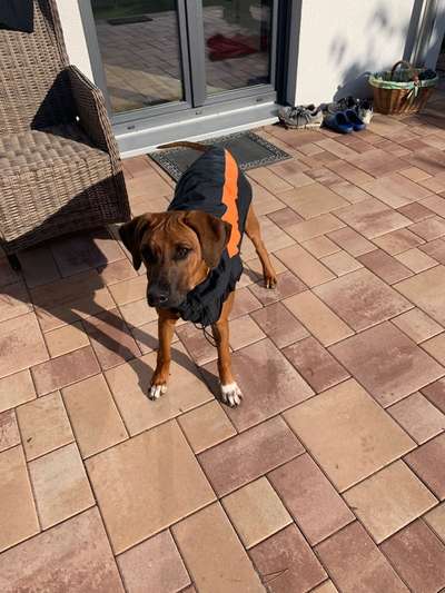 Rhodesian Ridgeback-Beitrag-Bild