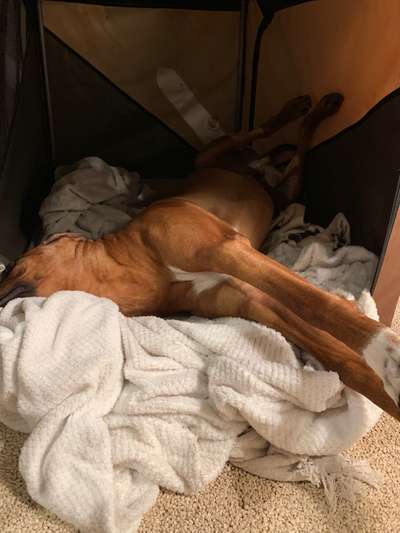 Rhodesian Ridgeback-Beitrag-Bild