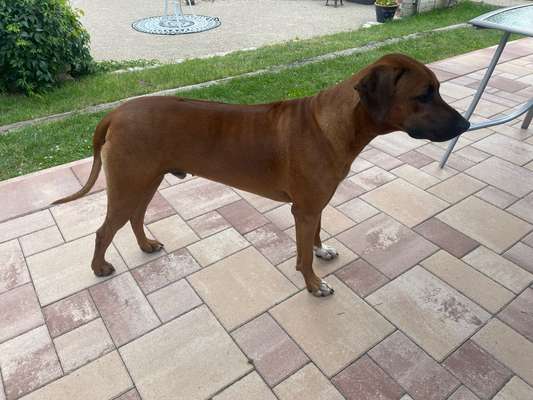 Rhodesian Ridgeback-Beitrag-Bild