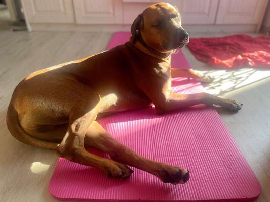 Rhodesian Ridgeback-Beitrag-Bild