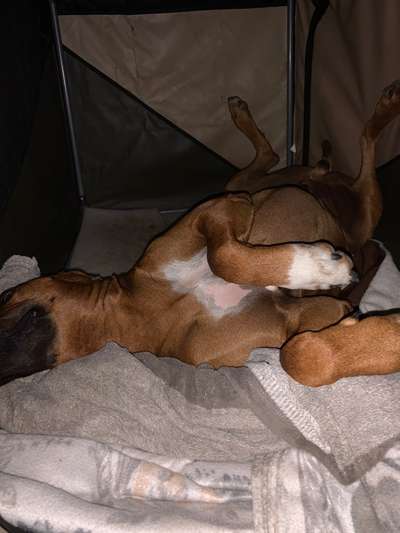 Rhodesian Ridgeback-Beitrag-Bild