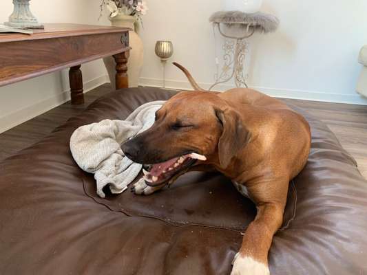 Rhodesian Ridgeback-Beitrag-Bild