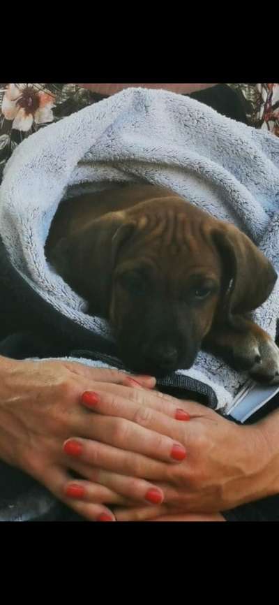Rhodesian Ridgeback-Beitrag-Bild