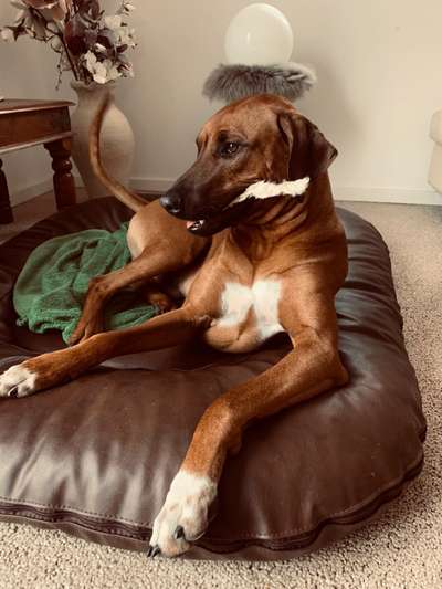 Rhodesian Ridgeback-Beitrag-Bild