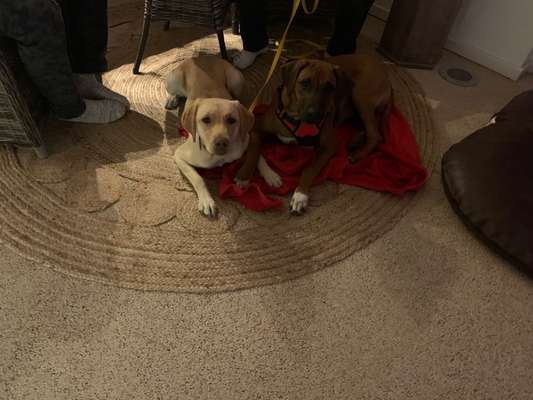 Rhodesian Ridgeback-Beitrag-Bild