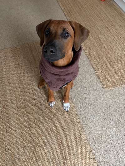 Rhodesian Ridgeback-Beitrag-Bild