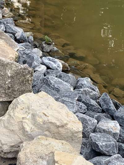 Rhodesian Ridgeback-Beitrag-Bild