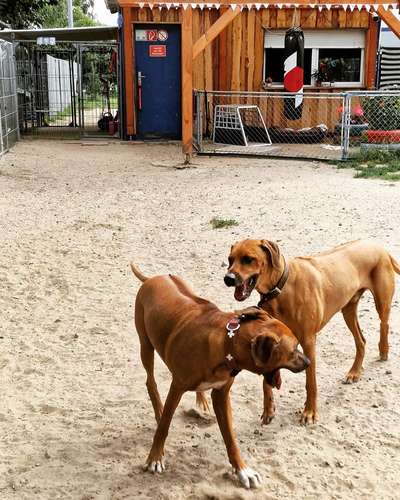 Rhodesian Ridgeback-Beitrag-Bild