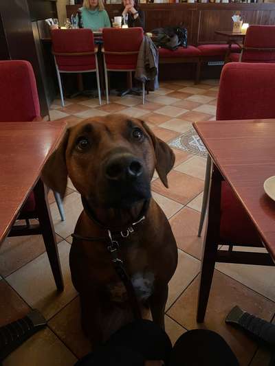 Rhodesian Ridgeback-Beitrag-Bild