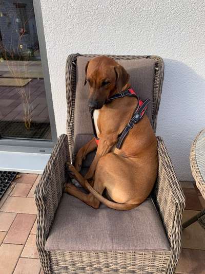 Rhodesian Ridgeback-Beitrag-Bild