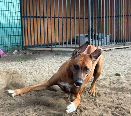 Rhodesian Ridgeback-Beitrag-Bild