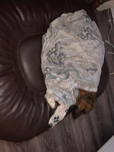 Rhodesian Ridgeback-Beitrag-Bild