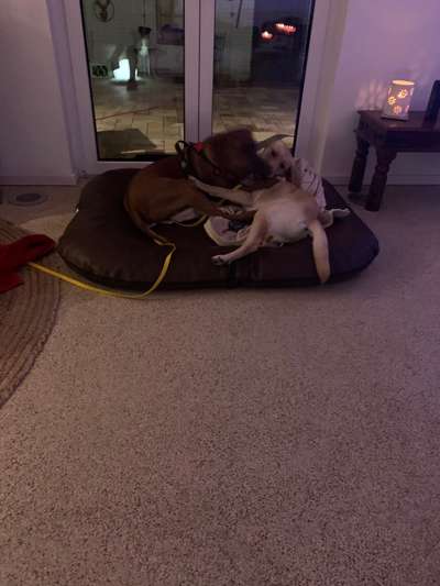 Rhodesian Ridgeback-Beitrag-Bild