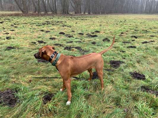 Rhodesian Ridgeback-Beitrag-Bild