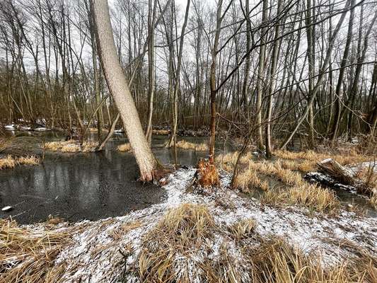 Rhodesian Ridgeback-Beitrag-Bild