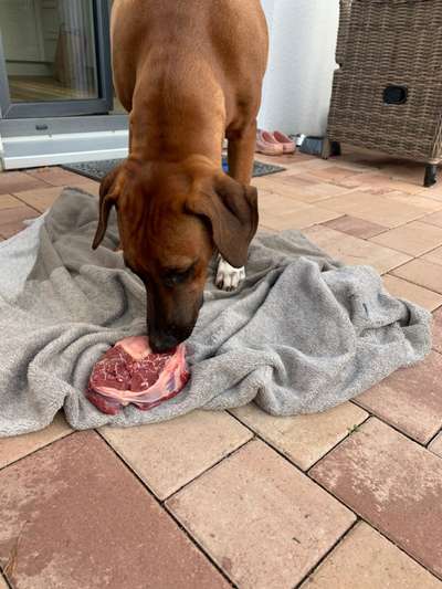 Rhodesian Ridgeback-Beitrag-Bild