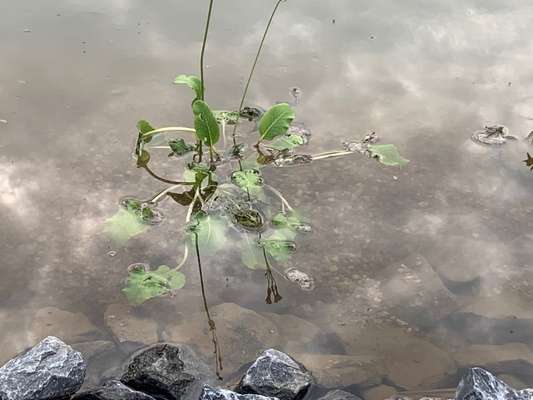Rhodesian Ridgeback-Beitrag-Bild