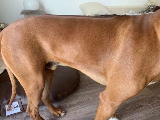Rhodesian Ridgeback-Beitrag-Bild