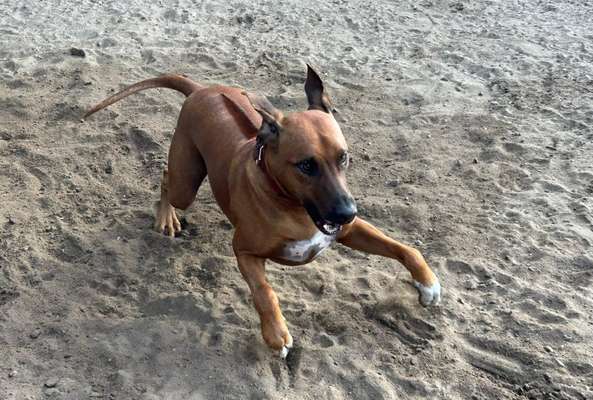 Rhodesian Ridgeback-Beitrag-Bild