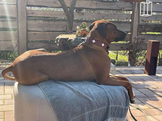 Rhodesian Ridgeback-Beitrag-Bild