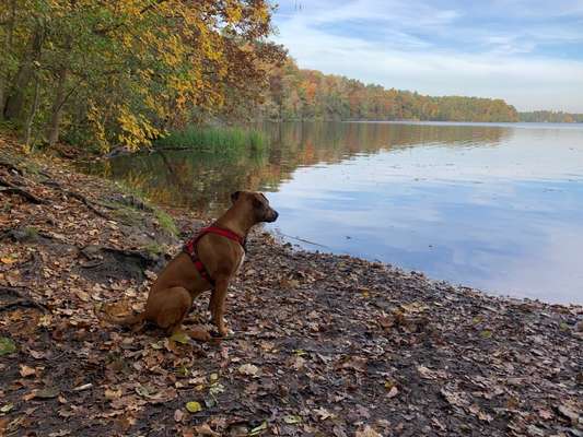 Rhodesian Ridgeback-Beitrag-Bild