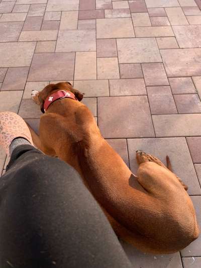 Rhodesian Ridgeback-Beitrag-Bild