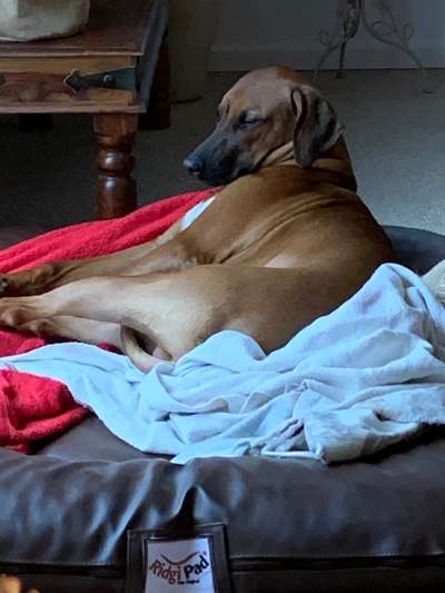 Rhodesian Ridgeback-Beitrag-Bild