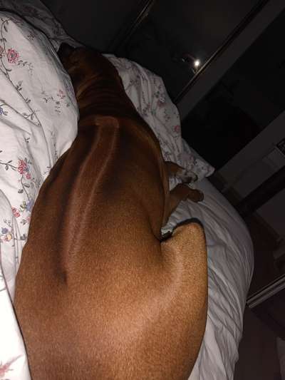 Rhodesian Ridgeback-Beitrag-Bild