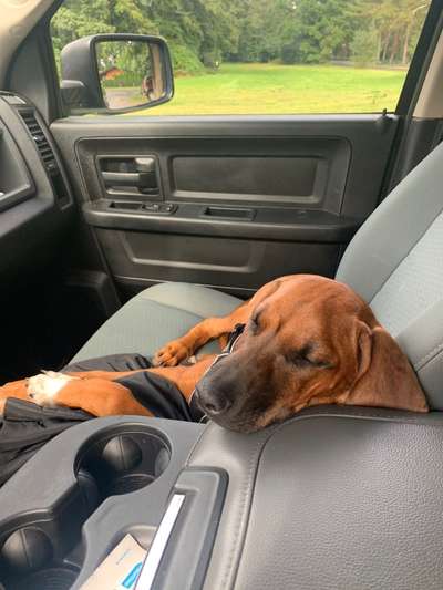 Rhodesian Ridgeback-Beitrag-Bild