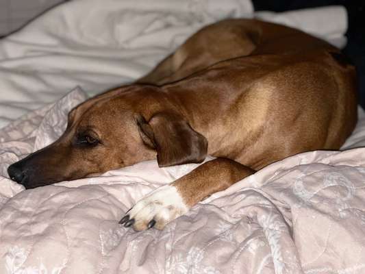 Rhodesian Ridgeback-Beitrag-Bild