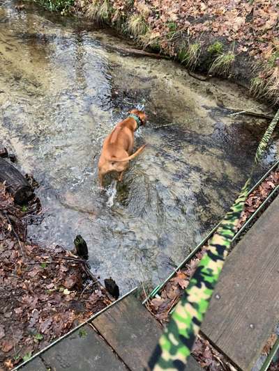 Rhodesian Ridgeback-Beitrag-Bild
