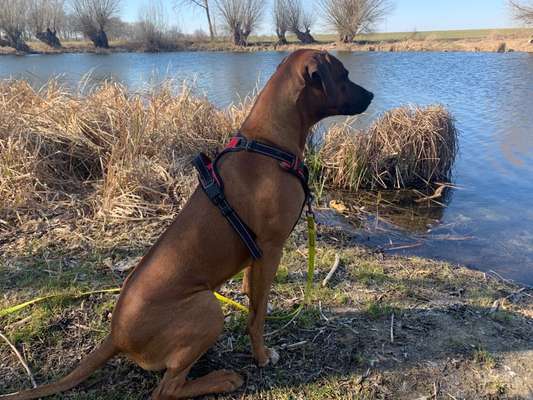 Rhodesian Ridgeback-Beitrag-Bild
