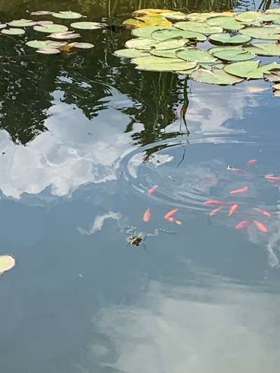 Rhodesian Ridgeback-Beitrag-Bild