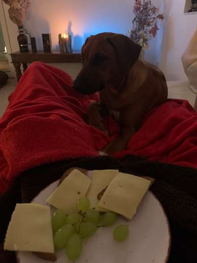 Rhodesian Ridgeback-Beitrag-Bild