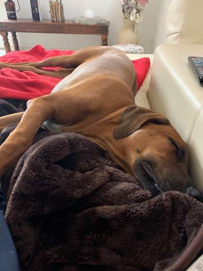 Rhodesian Ridgeback-Beitrag-Bild