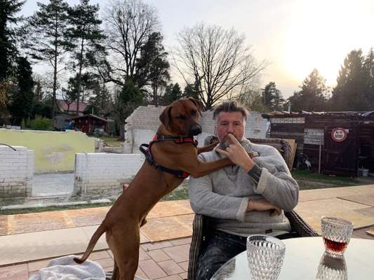 Rhodesian Ridgeback-Beitrag-Bild