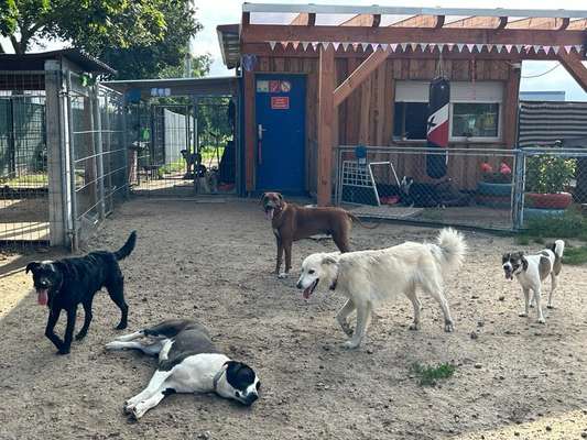 Rhodesian Ridgeback-Beitrag-Bild