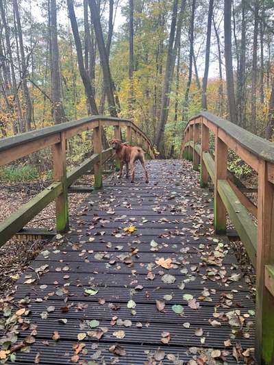 Rhodesian Ridgeback-Beitrag-Bild