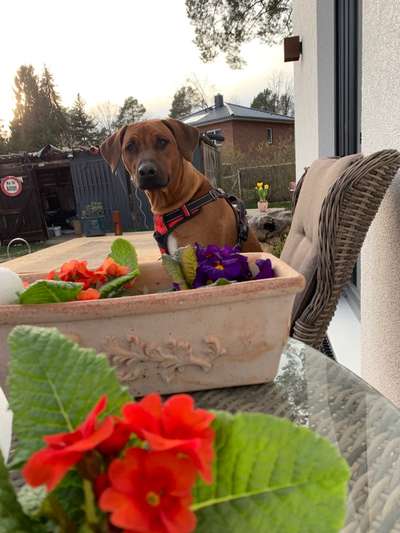 Rhodesian Ridgeback-Beitrag-Bild