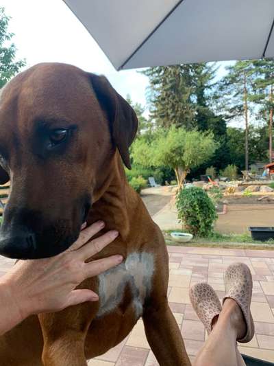 Rhodesian Ridgeback-Beitrag-Bild