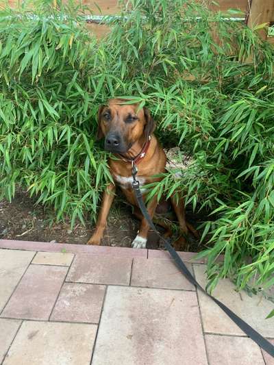 Rhodesian Ridgeback-Beitrag-Bild