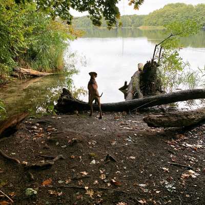 Rhodesian Ridgeback-Beitrag-Bild